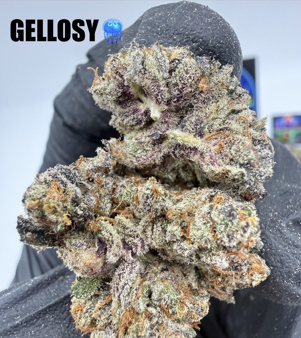GELOSY Slide 2